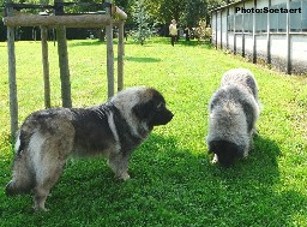 sarplaninac Eta et Eogan 3 years